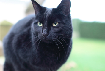 photo of a black cat