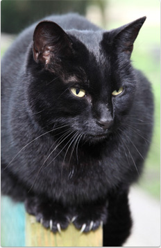 Cattery Cattery