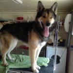 Dog Grooming Service near Billinge 