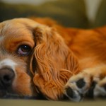 Kennels in Chorley