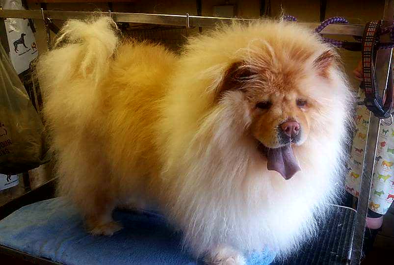 Choose Luxury Kennels near Chorley for Your Dog While You’re Away