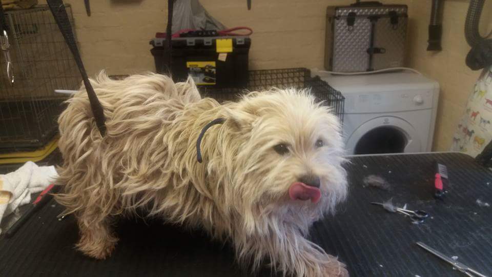 Kennel Costs near Mawdesley Excellent Value for Money