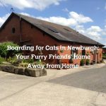 Boarding for Cats in Newburgh: Your Furry Friends’ Home Away from Home