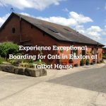 Experience Exceptional Boarding for Cats in Euxton at Talbot House