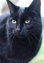 photo of a black cat